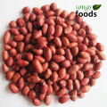 Atacado 100% Raw Four Red Skin Peanut Kernels